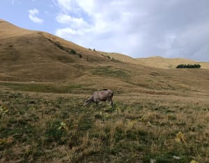 Le tour des 2 lacs de La Toussuire - claudine - 5