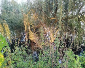 La Seine à entre Vernon et Les Andelys - SYLVIE - 5