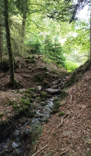 Autour de l'arboretum de la Jonchère - La Jonchère-Saint-Maurice - 11