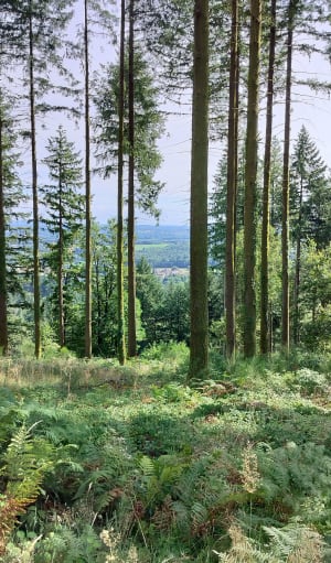 Autour de l'arboretum de la Jonchère - La Jonchère-Saint-Maurice - 12
