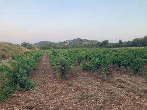 Découvrir les vignes et les gorges de la petite Baume - Roquefort-la-Bédoule - 2
