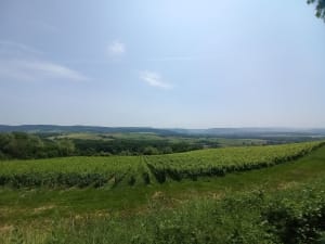 Balade au dessus de Brery - Domblans - 10