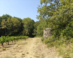 Fontès et excursion exquise sur l'ancien volcan du Céressou - Fontès - 3
