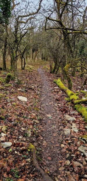Autour du Mont Aigu et murmure de la forêt - Sainte-Marie-sur-Ouche - 14