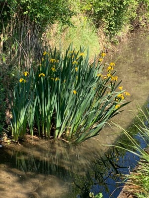 Pris entre deux Sorgues, au milieu des vergers - Entraigues-sur-la-Sorgue - 4