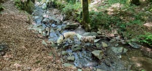 Le sentier des ruisseaux - Castans - 13