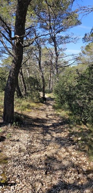 Sur la crête Entre Brignoles et Camps la Source Camps la sou - Brignoles - 12