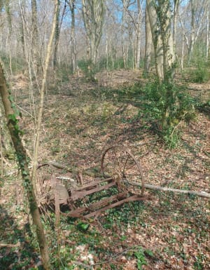 Petite balade en forêt de Maulévrier - Maulévrier-Sainte-Gertrude - 4