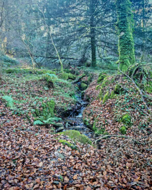 Tour de la forêt de Locmaria - Rédéné - 6