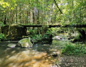 Balade dans la forêt de Neuvic - Neuvic - 3