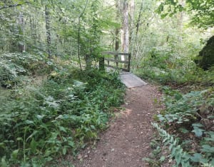 Balade dans la forêt de Neuvic - Neuvic - 6