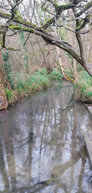 Balade entre vignes et bois - Bussac-sur-Charente - 18