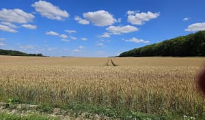 Ablain-Saint-Nazaire et sa balade nature - Ablain-Saint-Nazaire - 2