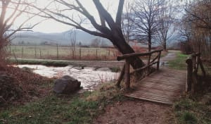 Etangs d'Ingersheim et beautés diverses de la nature - Ingersheim - 2