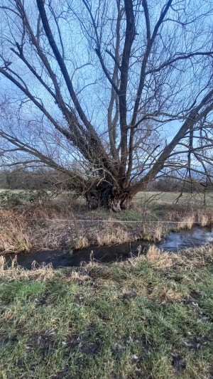 Etangs d'Ingersheim et beautés diverses de la nature - Ingersheim - 3