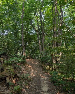 Circuit dans la forêt de Méridon - Chevreuse - 8