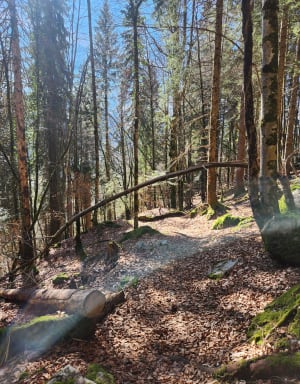 Tour de la forêt des Suets à Samoëns - Samoëns - 7