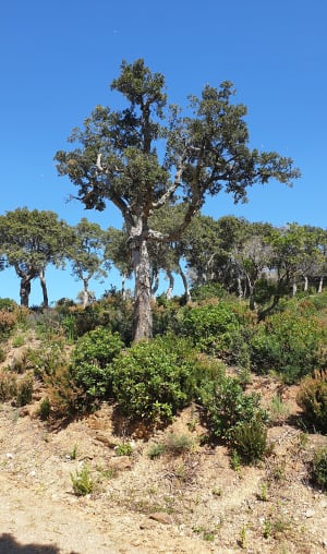 Lac de Trapan et son écrin de verdure - Bormes-les-Mimosas - 22