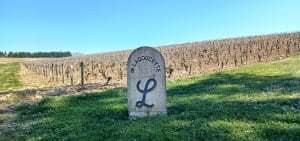 Pouilly et sa charmante balade au cœur des vignes - Pouilly-sur-Loire - 2