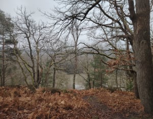 Bois des Cinq-Cents-Arpents et nature aux mille facettes - Nabil - 5
