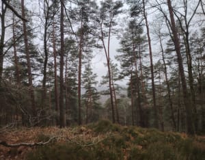Bois des Cinq-Cents-Arpents et nature aux mille facettes - Nabil - 7