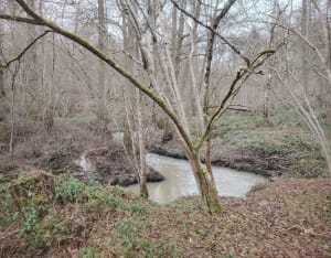 Bois des Cinq-Cents-Arpents et nature aux mille facettes - Nabil - 8