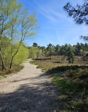 Forêt de la Roche Turpin depuis Fontenay-lès-Briis - Fontenay-lès-Briis - 7