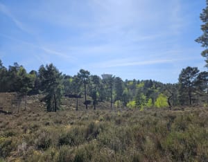 Forêt de la Roche Turpin depuis Fontenay-lès-Briis - Fontenay-lès-Briis - 8