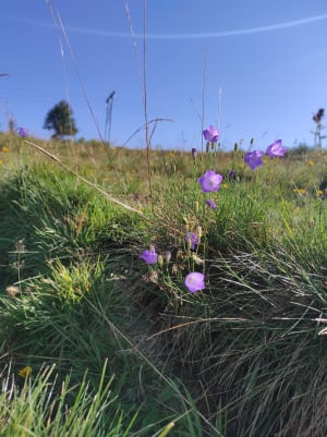 Wandeling tussen Lac Pavin en Lac de Montcineyre - Besse-et-Saint-Anastaise - 30