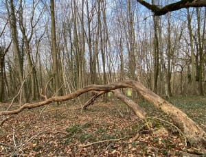 Balade au Bois de Berny - Ailly-sur-Noye - 12