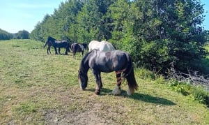 Dans le bocage de Robehomme - Bavent - 2