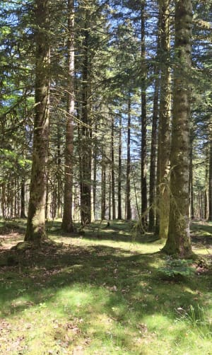 Par rus et par bois - Saint-Brisson - 2