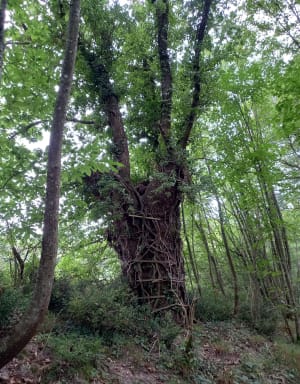 Promenade à Surfonds - Maud - 2