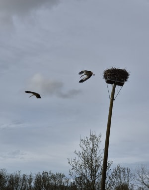 Saint-Laurent-de-la-Prée et les animaux des marais - Saint-Laurent-de-la-Prée - 12