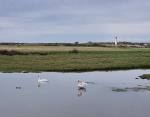 Saint-Laurent-de-la-Prée et les animaux des marais - Saint-Laurent-de-la-Prée - 13