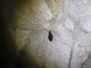 Balade verdoyante depuis Arudy et petite grotte mystérieuse - Arudy - 5