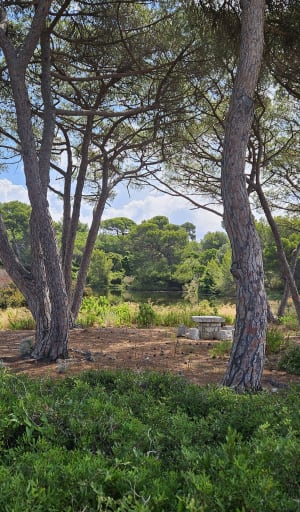 Tour de l'Ile Sainte-Marguerite et dépaysement garanti - Ile Sainte-Marguerite - 2