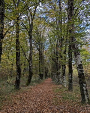 Balade au Bois de la Grange - Feytiat - 7