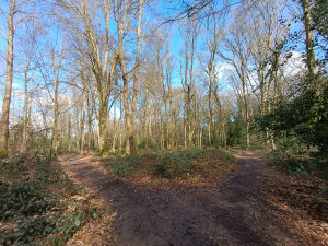 Bois de la Motte - Le Rheu - 7