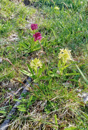 Boucle de Villard-Reculas et alpages verdoyants - Villard-Reculas - 9