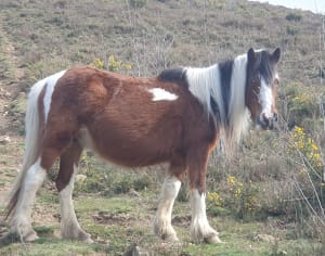 Kruis van Sainte-Barbe en prachtig uitzicht op de Baskische kust - Ibarrun, Saint-Pée-sur-Nivelle - 33