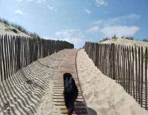 Réserve de la Maillouèyre : dunes, forêts et vues sur la mer - Sylvie - 26