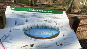 Montigny et séance de câlins aux arbres en forêt de Roumare - Montigny - 2
