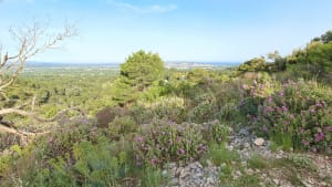 Vidauque Les Taillades - Taillades - 5
