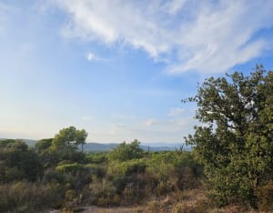 Forêt dominicale de la colle du Rouet - Le Muy - 16