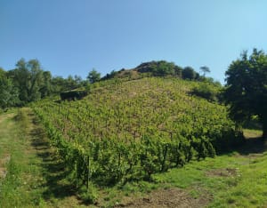 Coteaux du Layon et chant des cigales - Val-du-Layon - 6