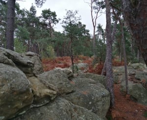 Exploration en forêt de Fontainebleau et nombreux trésors - Fontainebleau - 36