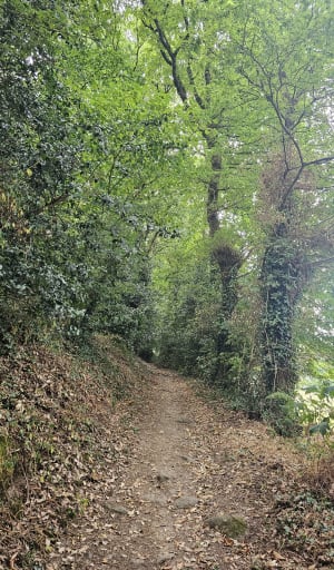 Sentier des coteaux depuis Tiffauges - Tiffauges - 11