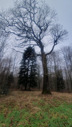 Le Claon, Ballade dans la forêt de Lachalade - Agéjiè  - 9