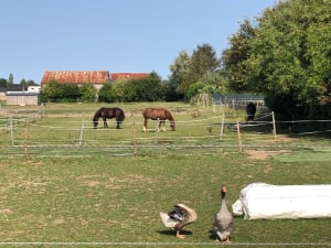 Belle Balade champêtre et belle découverte de la ferme - Loos-en-Gohelle - 13